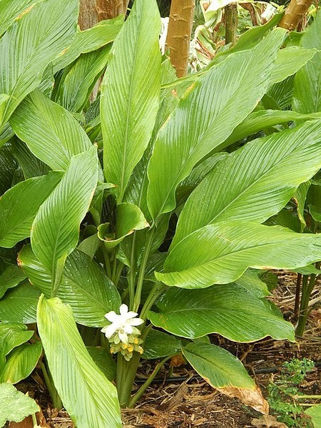 Turmeric FE ( Curcuma longa )
