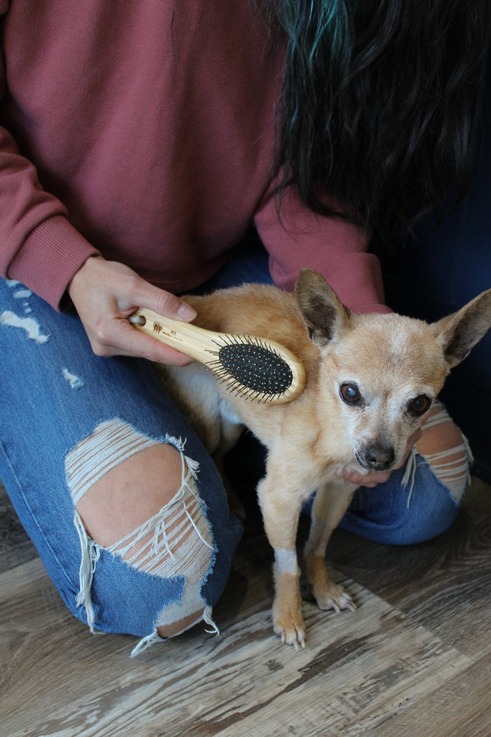 plastic free pet brush