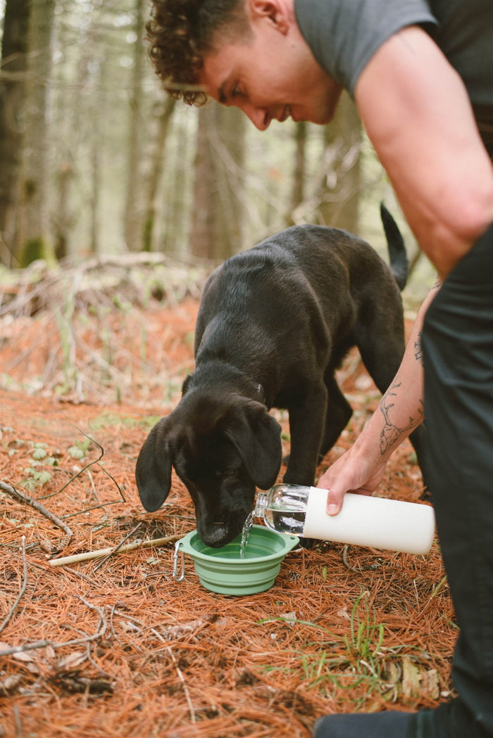 Collapsible Silicone Dog Bowl
